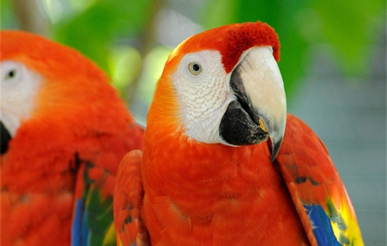 Scarlet Macaw. CREDIT: Julie Larsen Maher (c) WCS